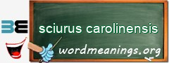 WordMeaning blackboard for sciurus carolinensis